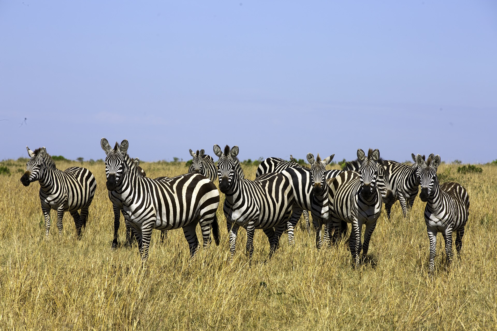 Wildebeest herd in golden migration light