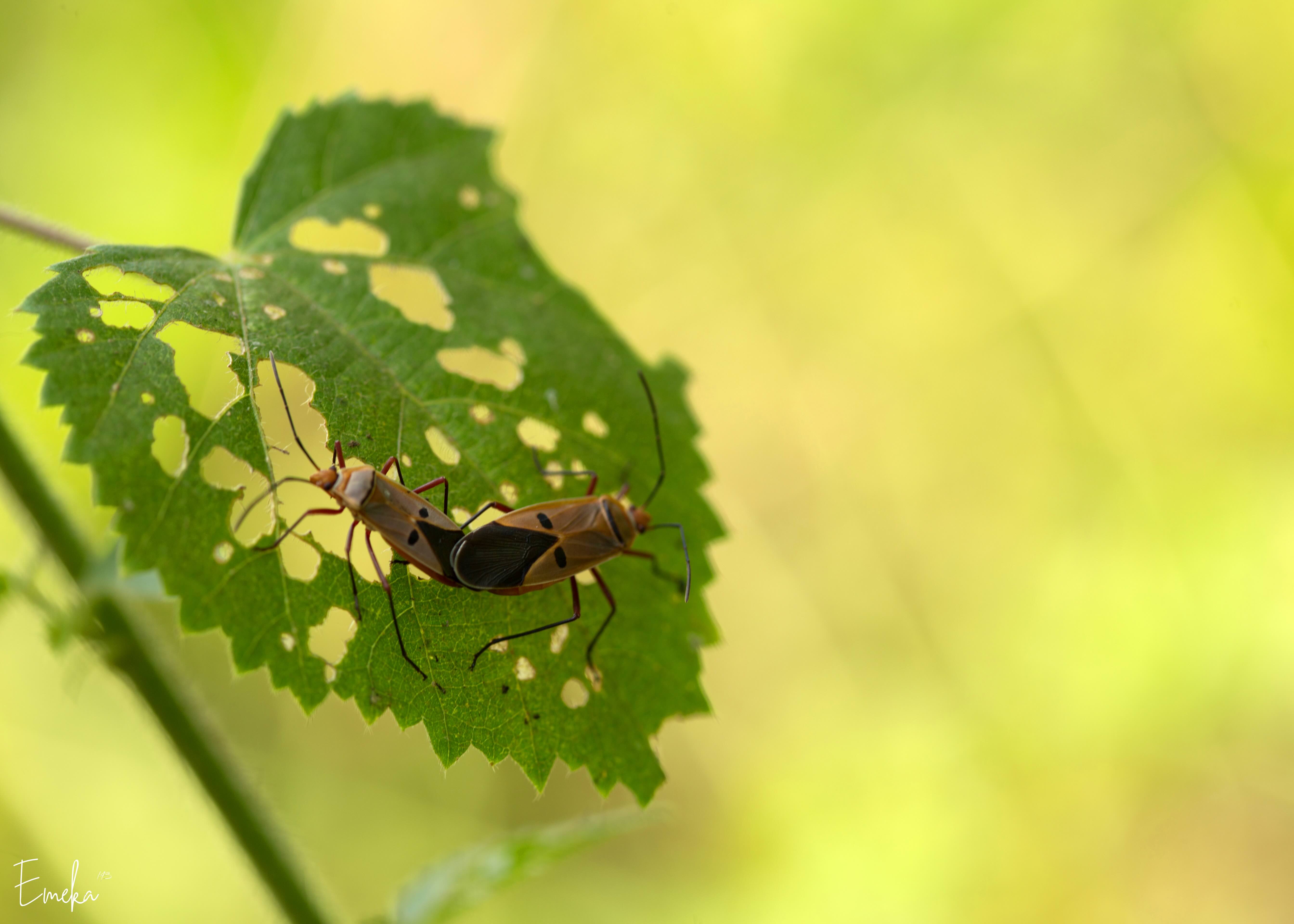Two insects mating on a perforated leaf