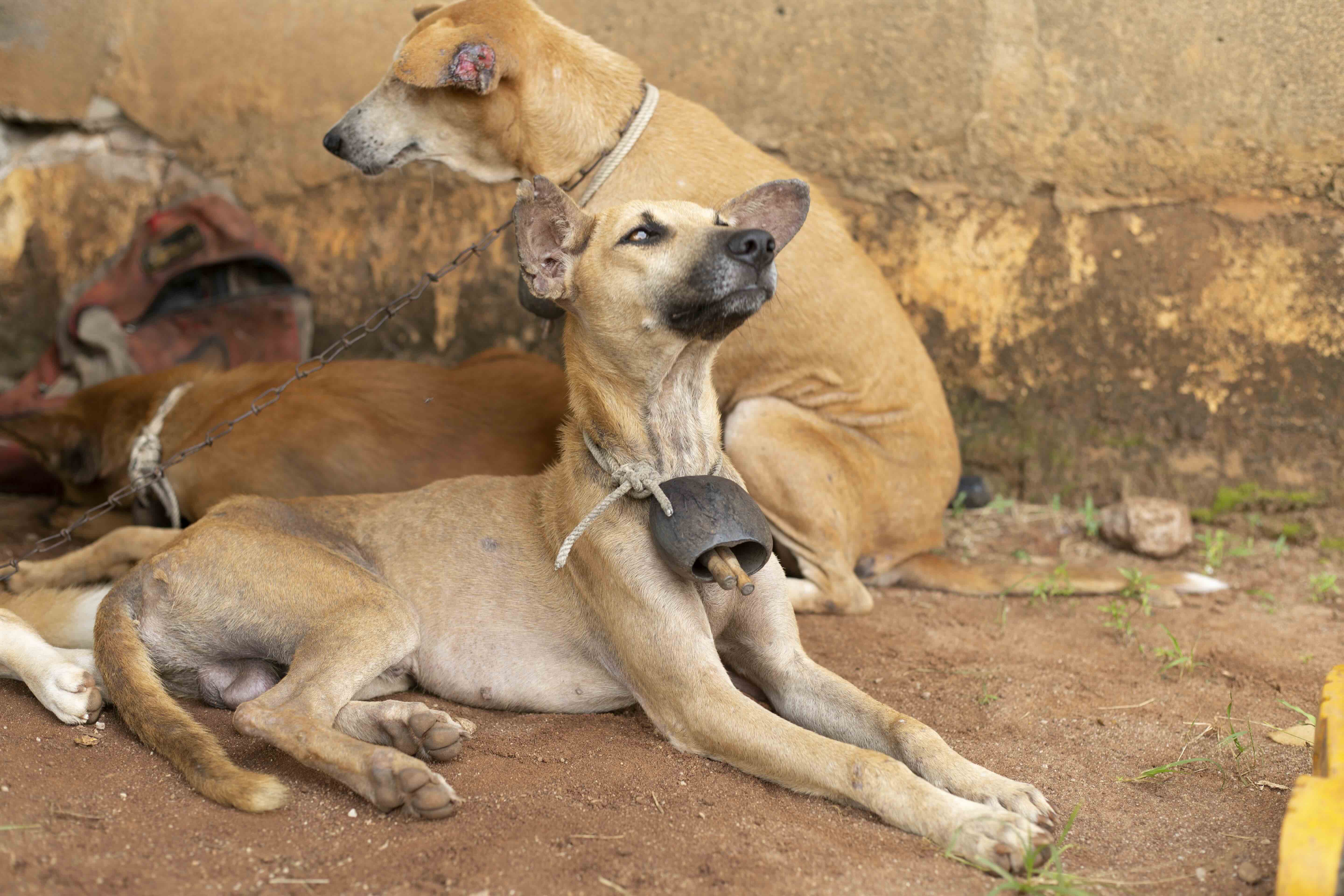 Two hunting dogs chained with bells