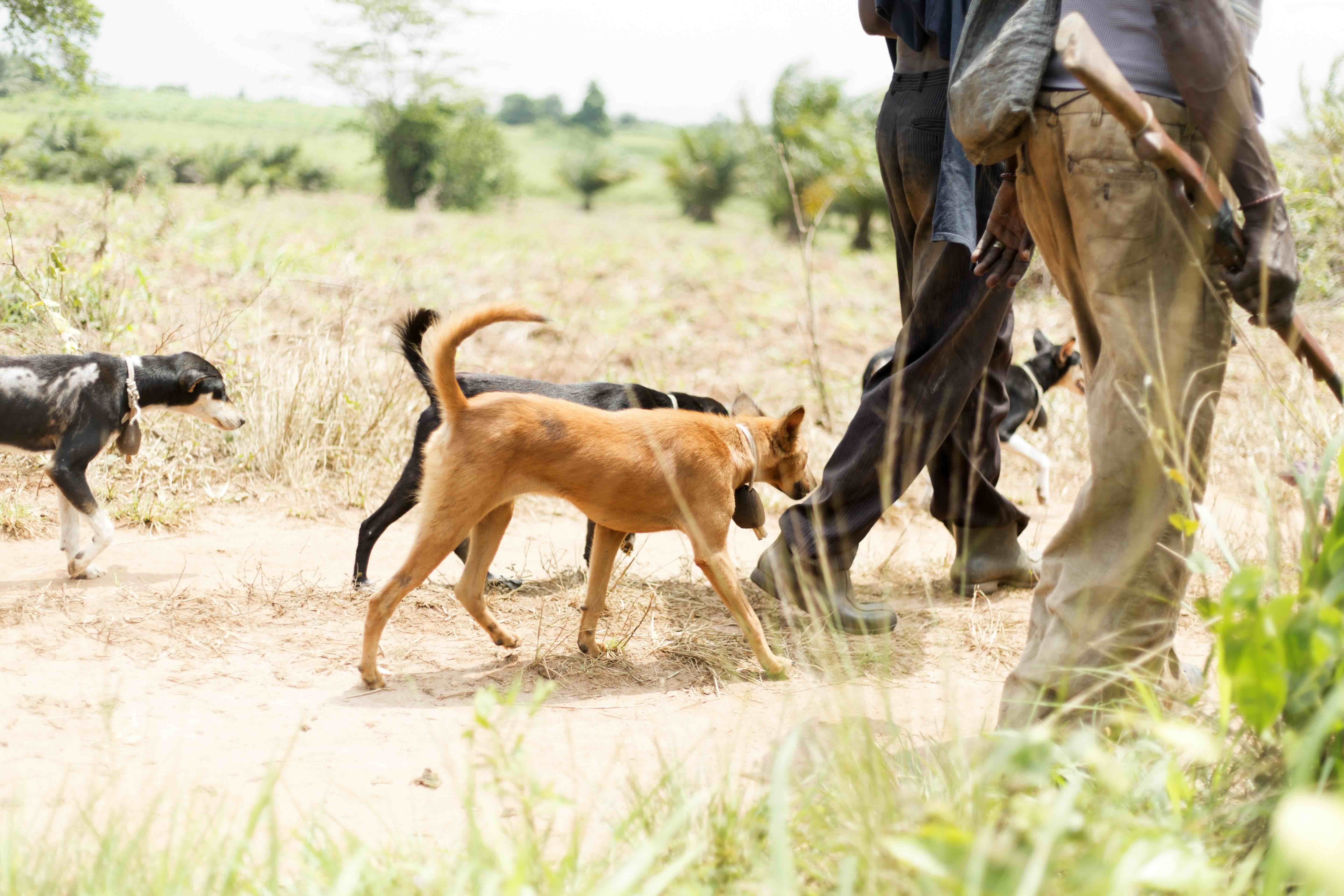 Hunter with pack of dogs in dry open field