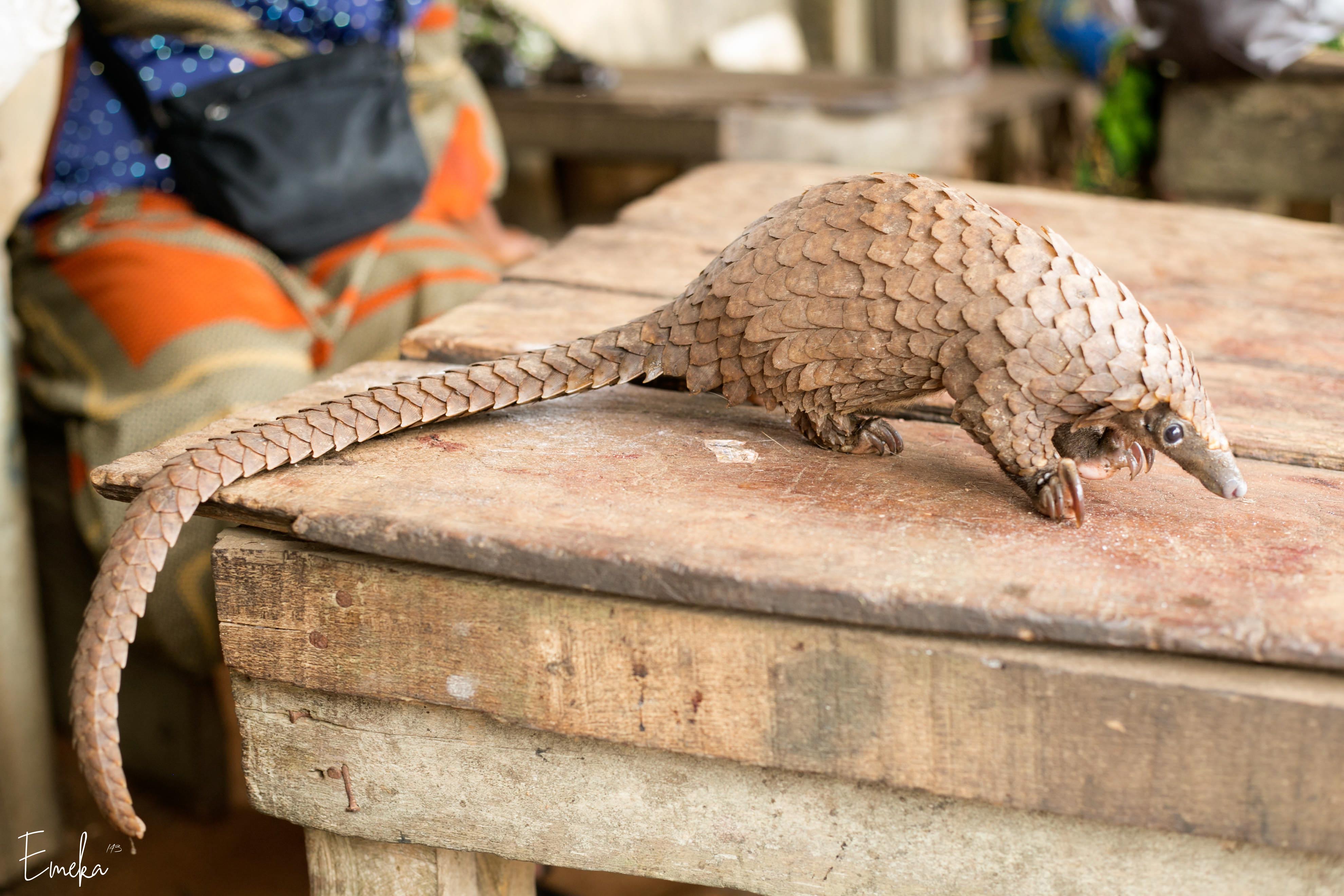 Pangolin on wooden market table