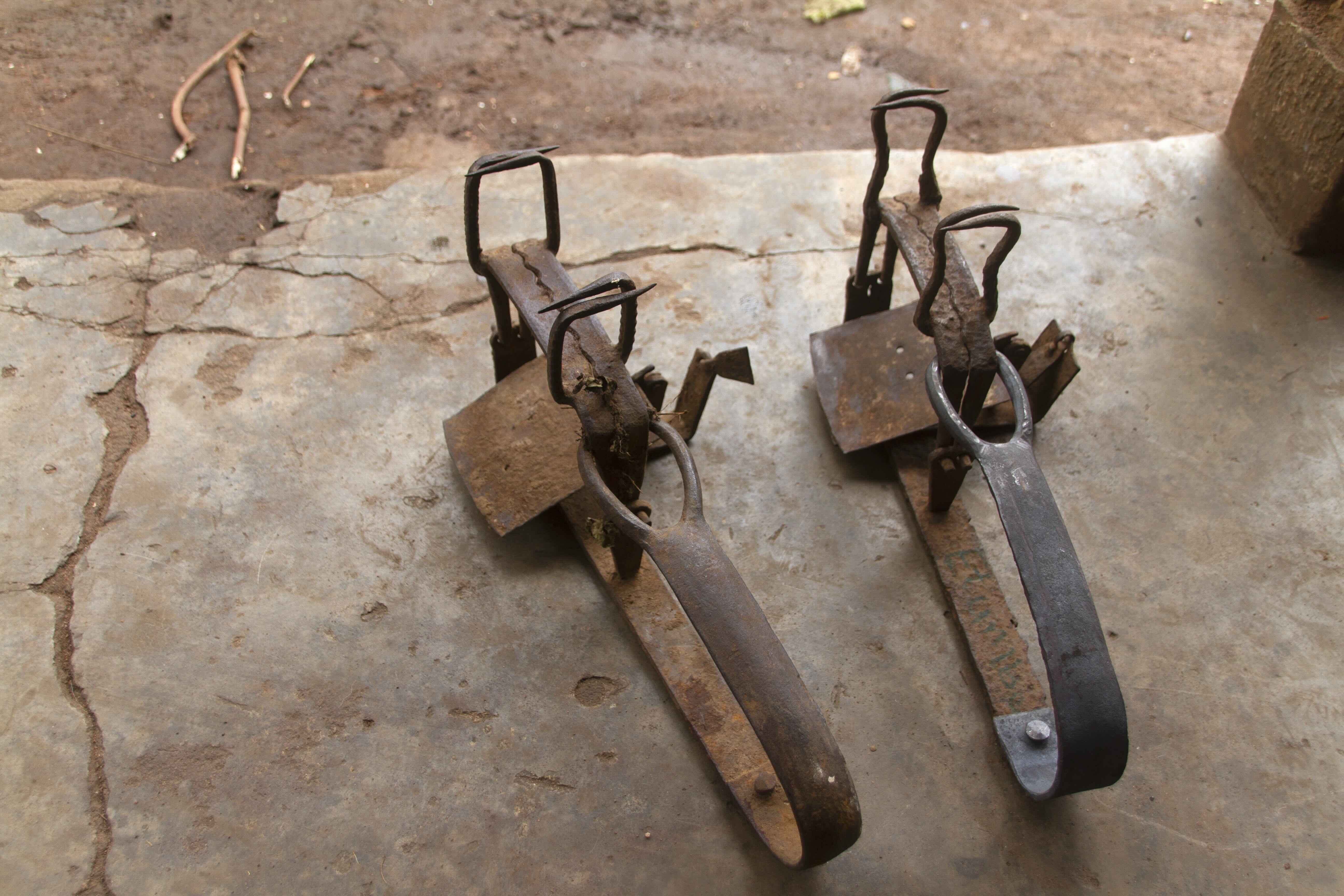 Two old steel animal traps on concrete floor