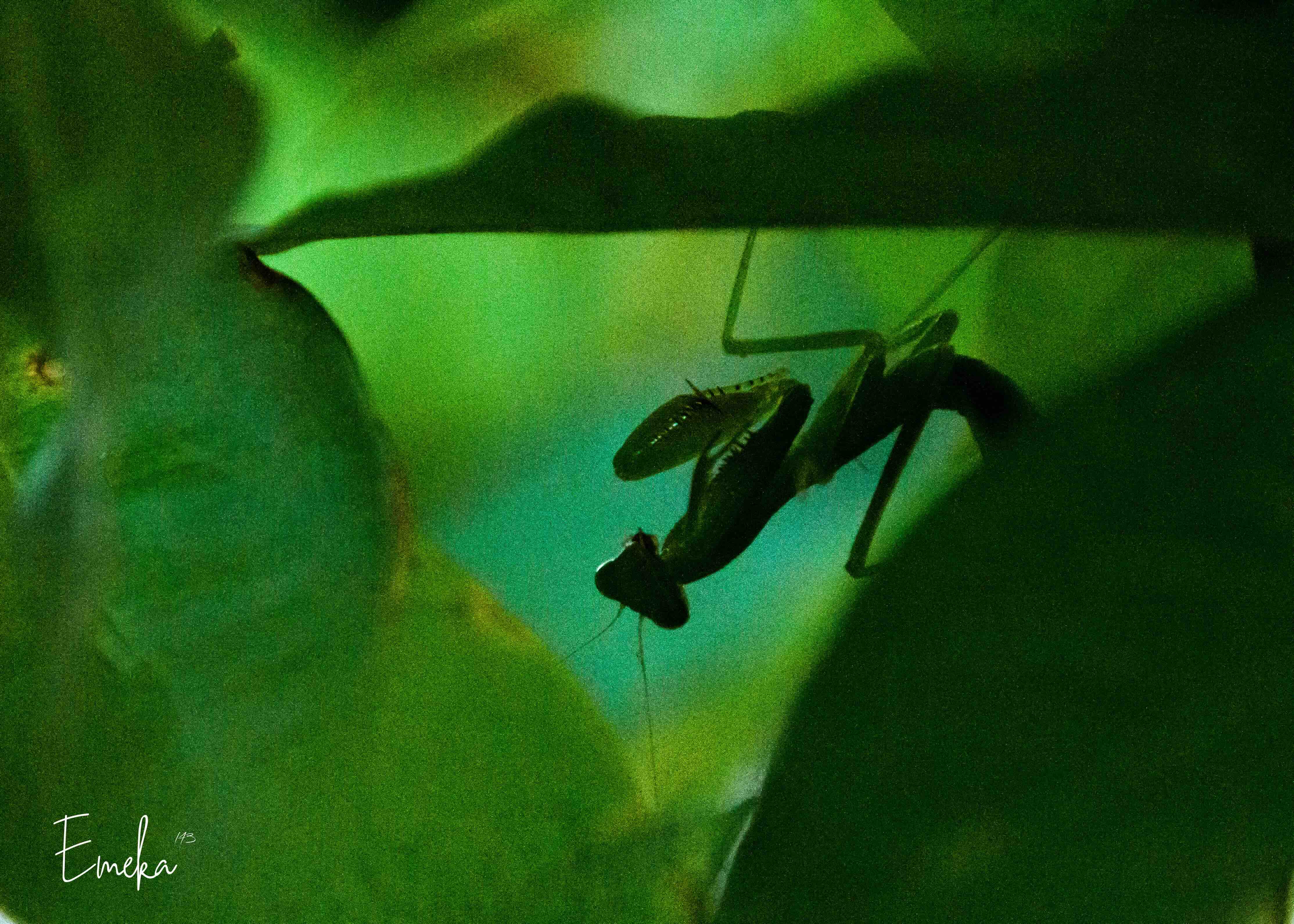 Praying mantis silhouette in luminous green leaves