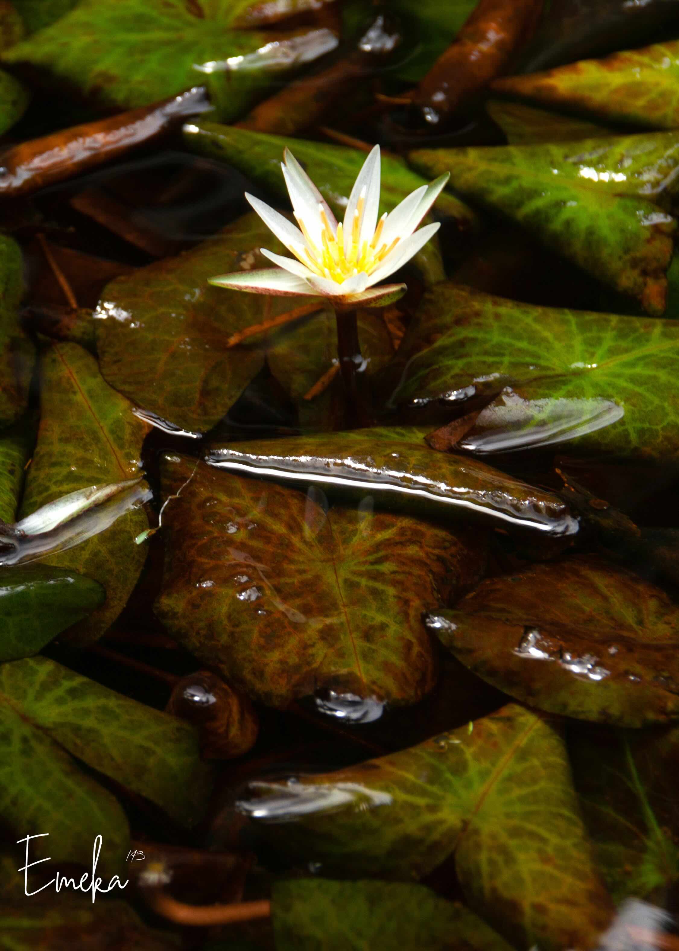 Water lily