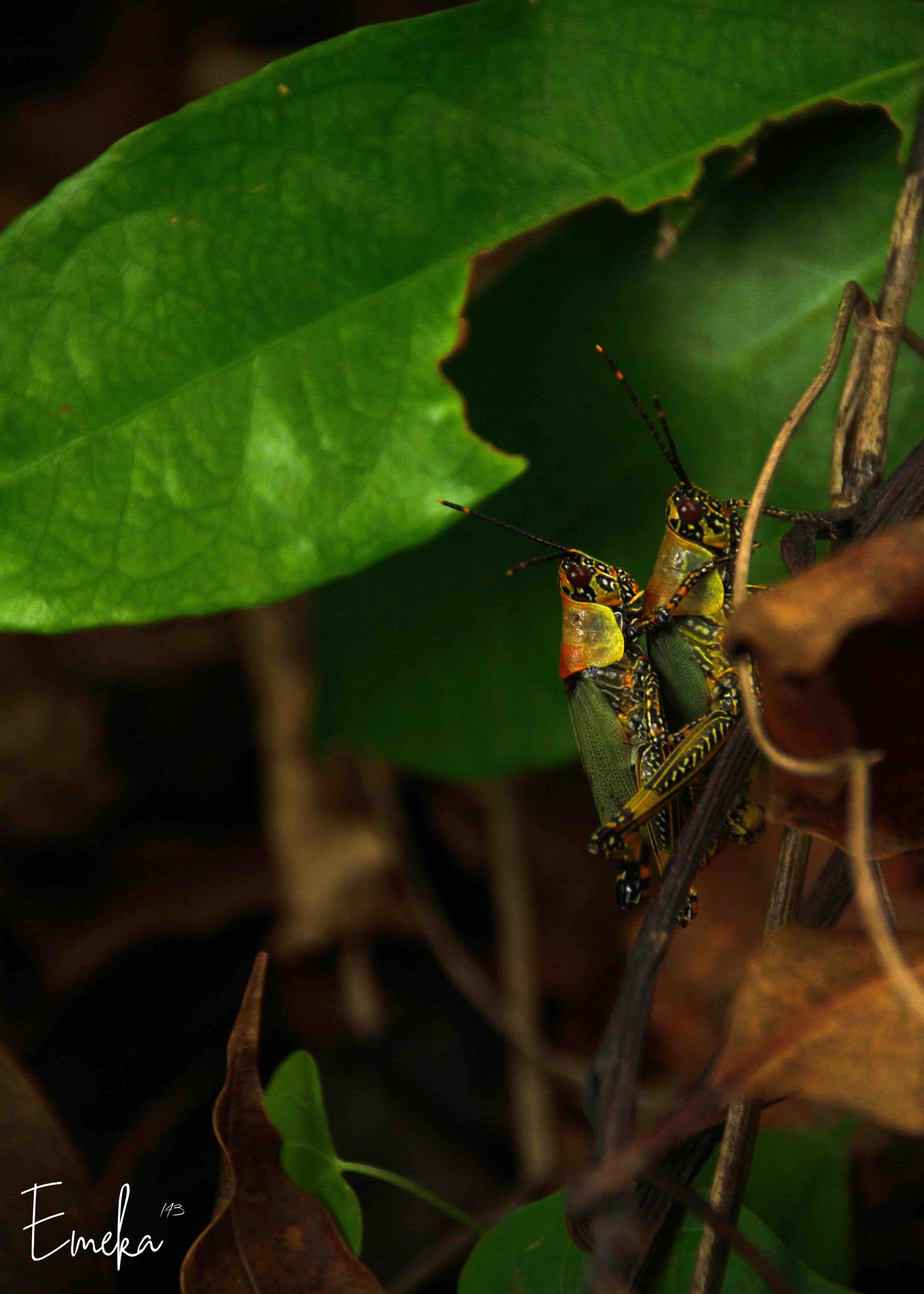 Two colourful grasshoppers mating on a leaf