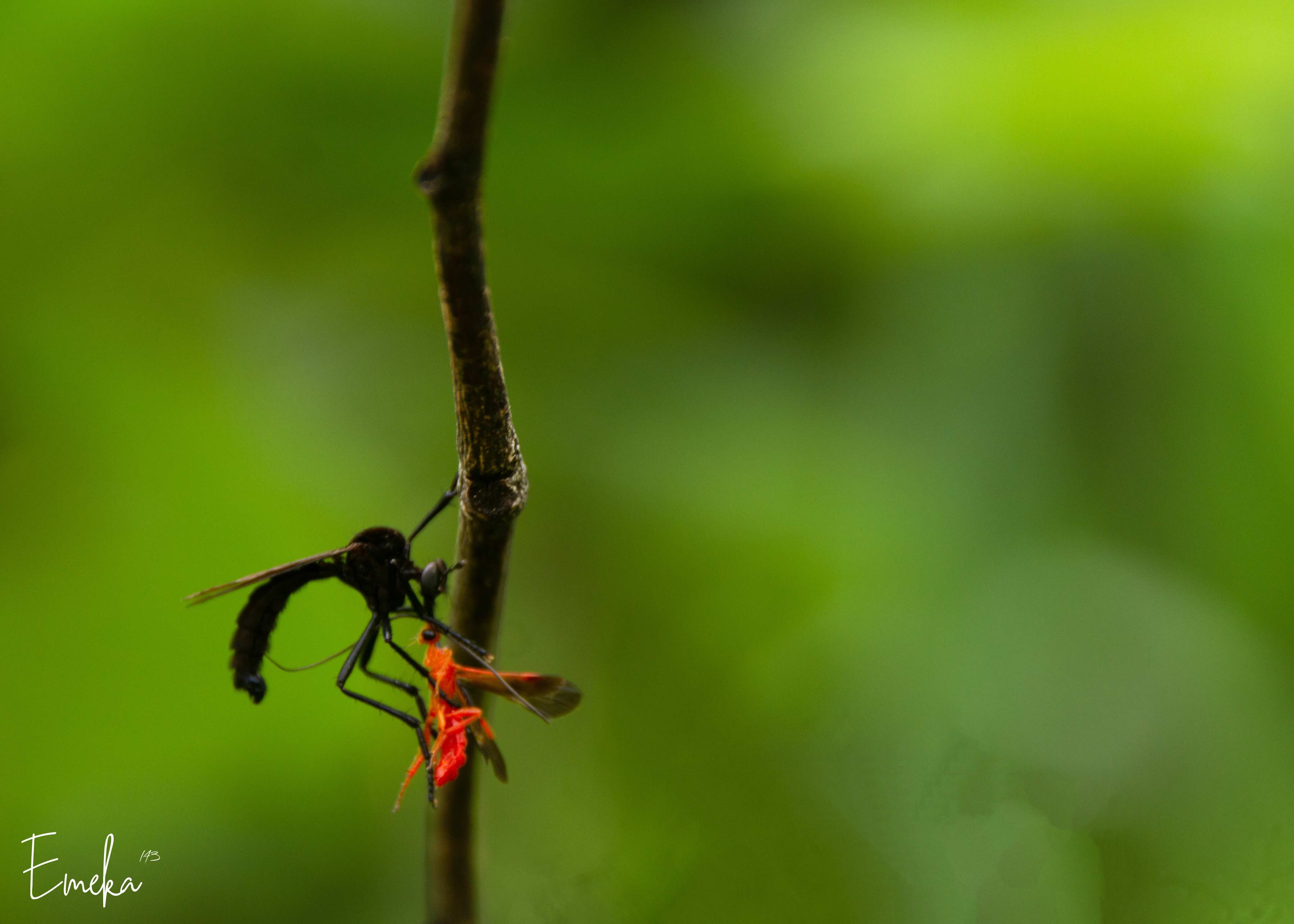 Black wasp attacking orange insect on twig
