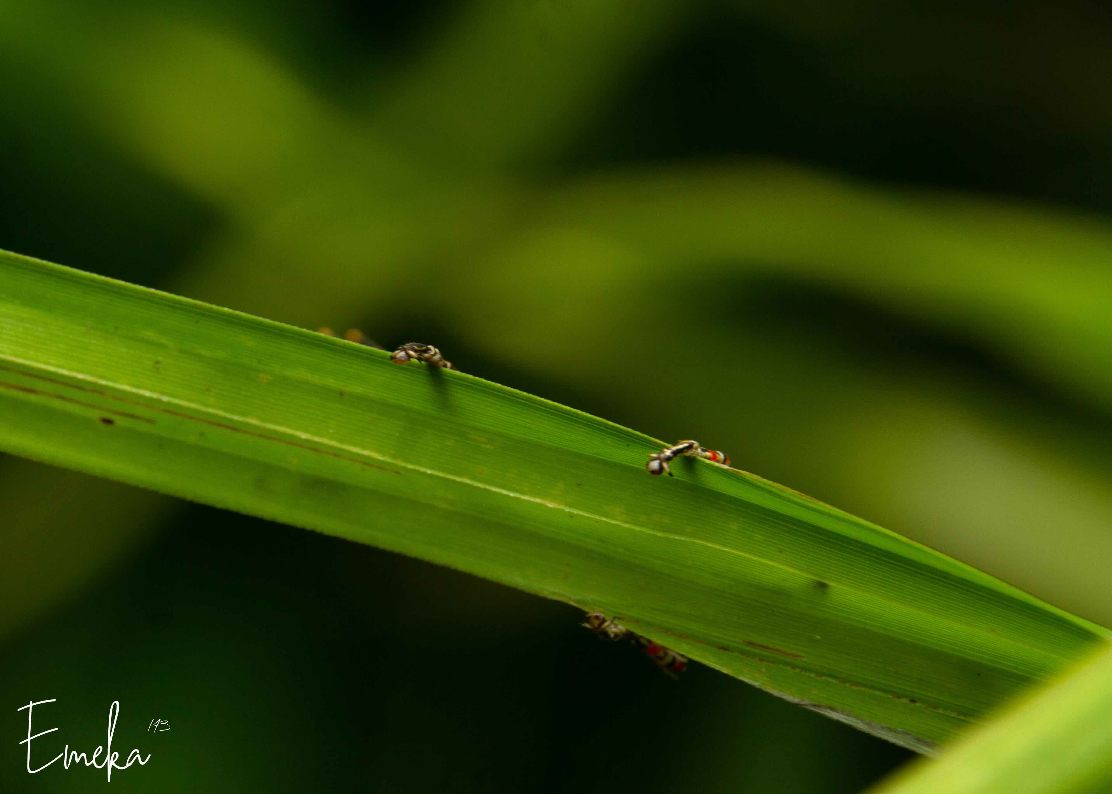 Two tiny stalk-eyed flies on a green grass blade