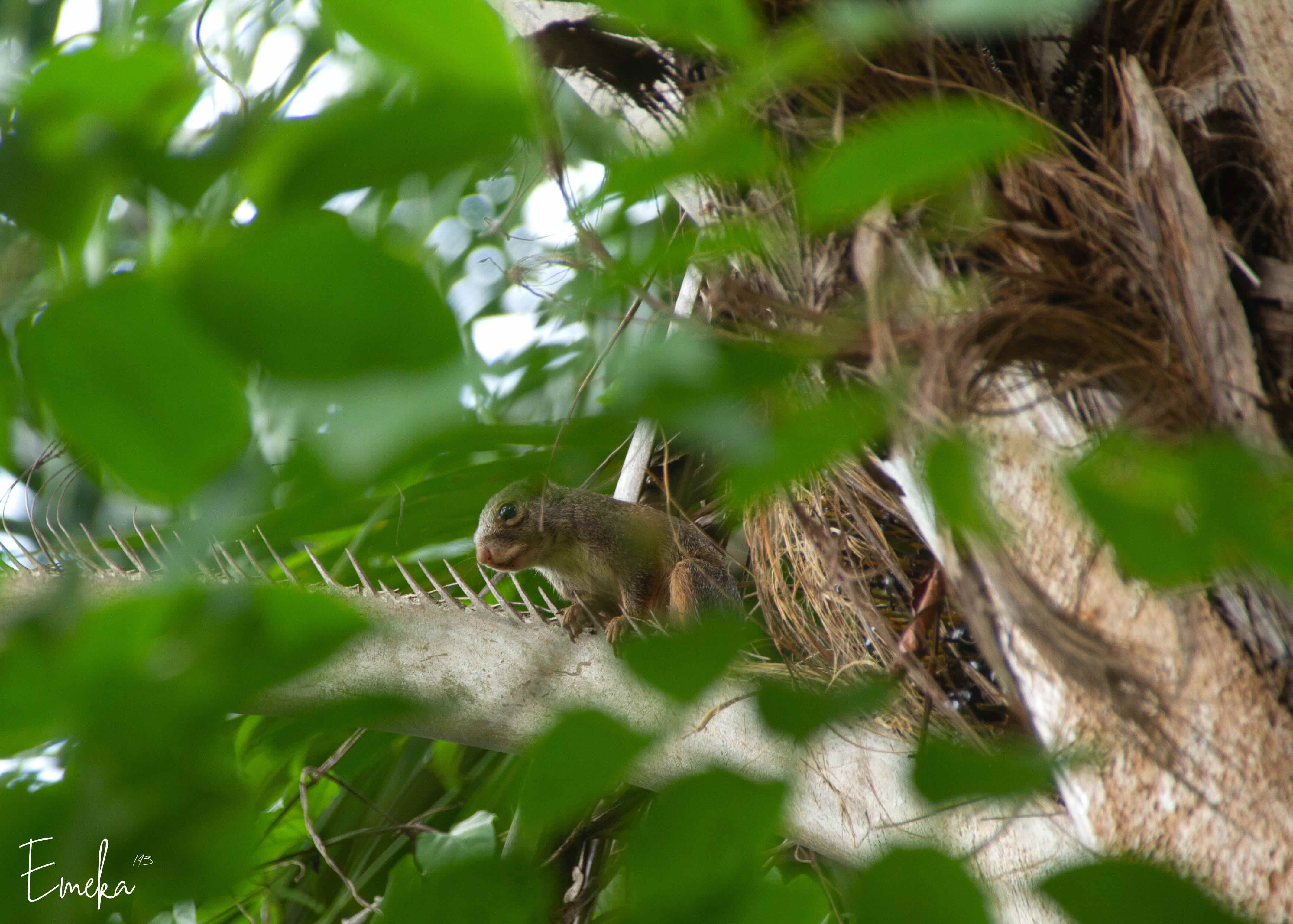 Squirrel peering through palm tree canopy