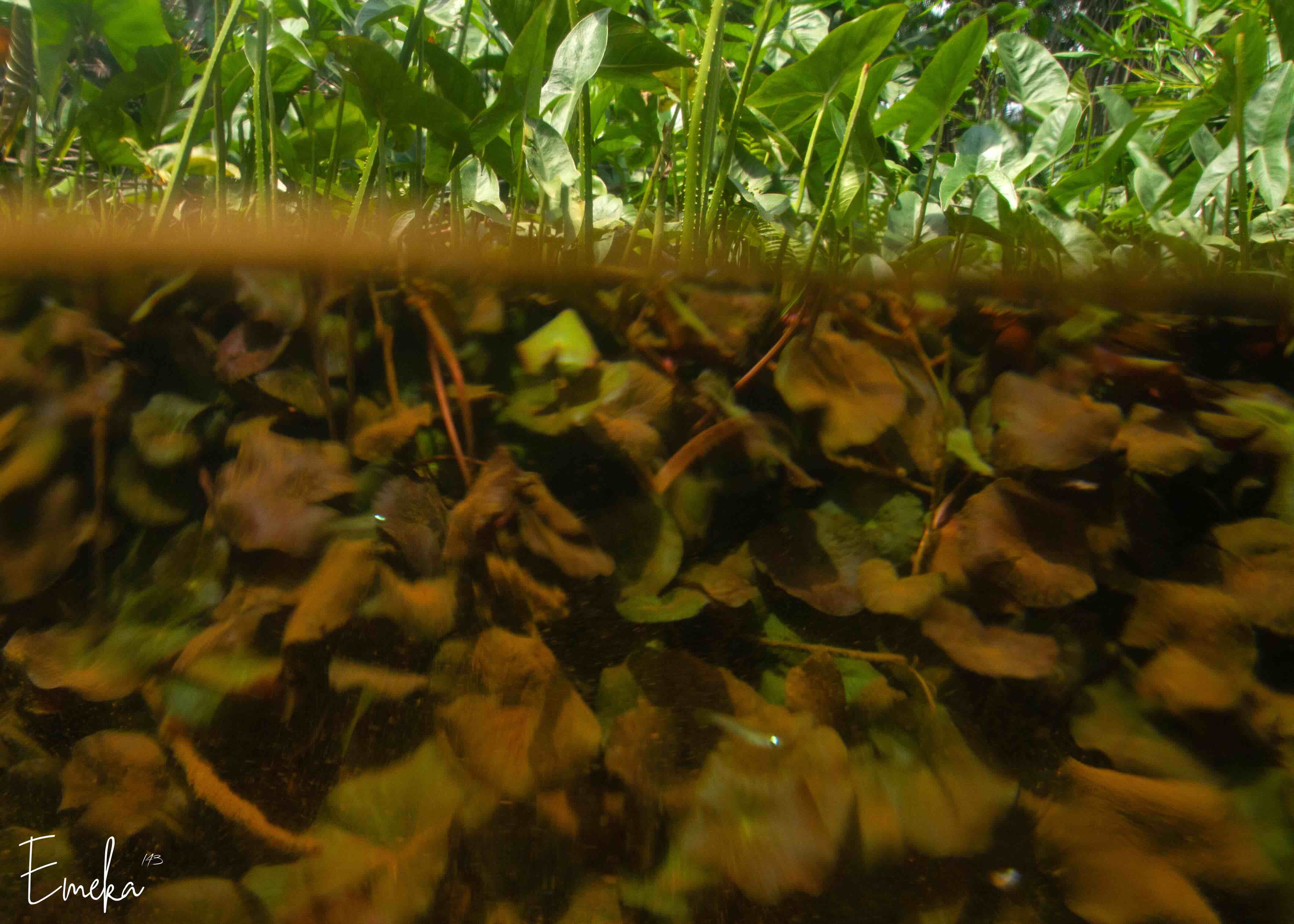 Split underwater and above water view of river
