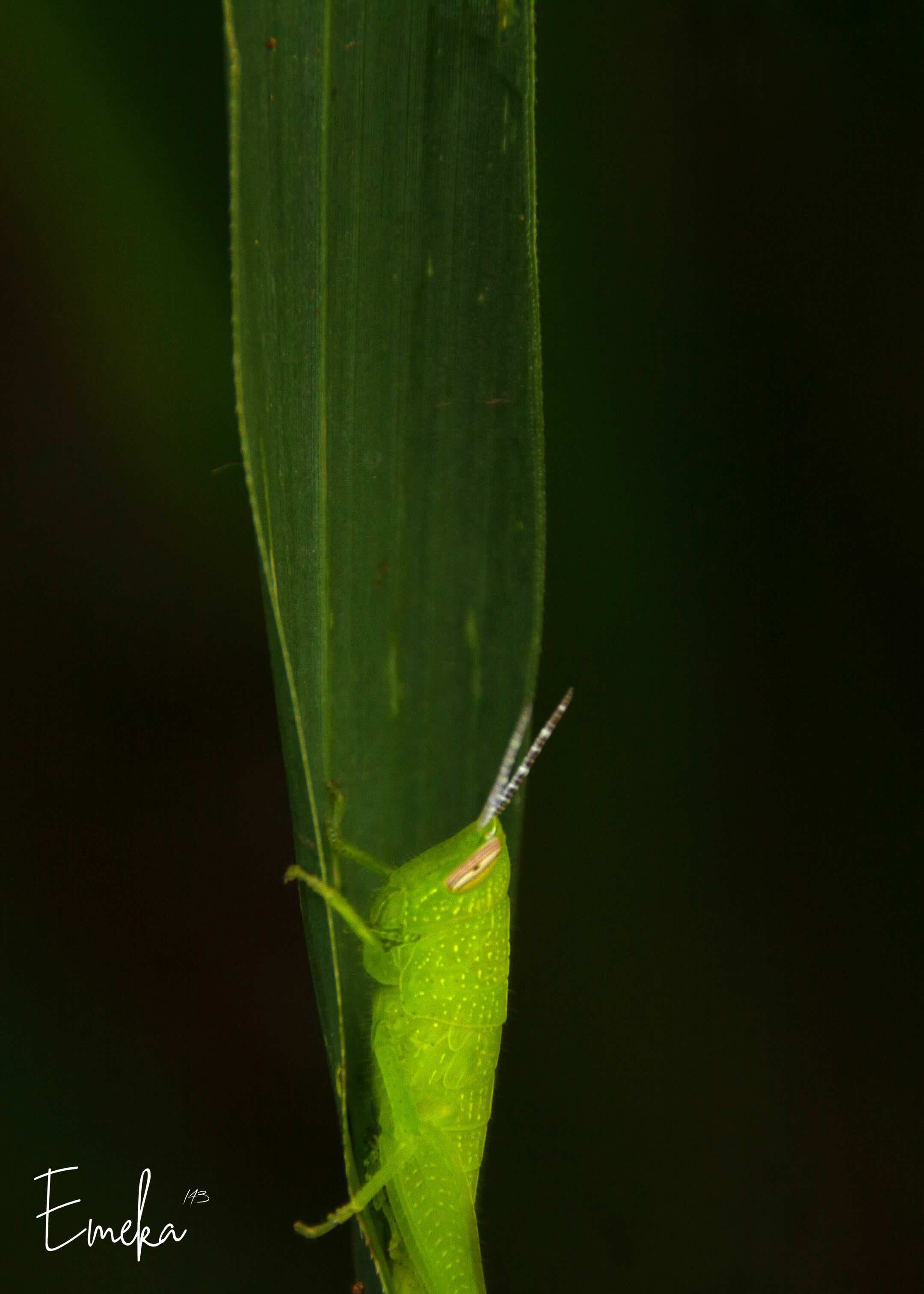 Neon-green grasshopper on a grass blade
