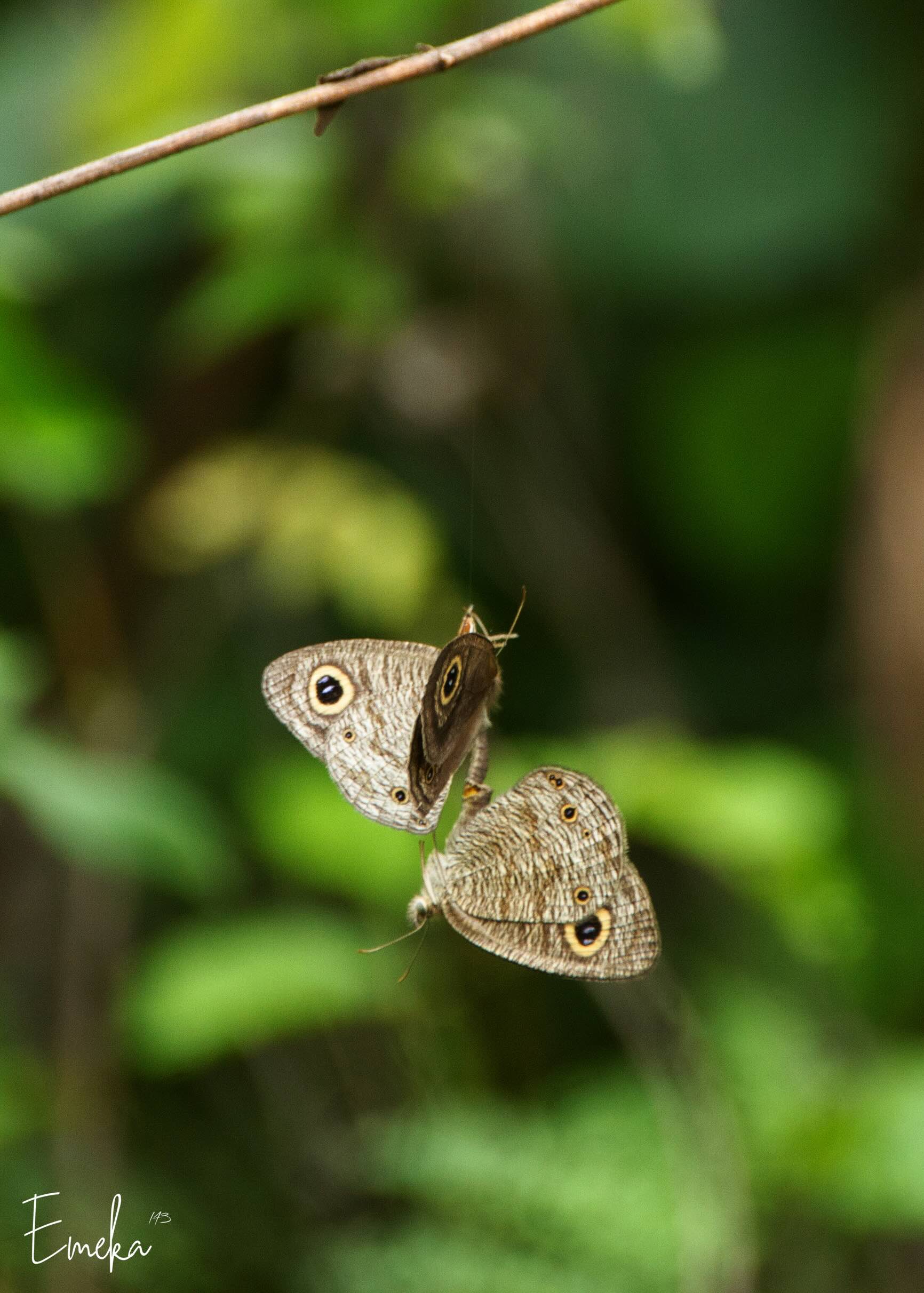 Butterflies mating