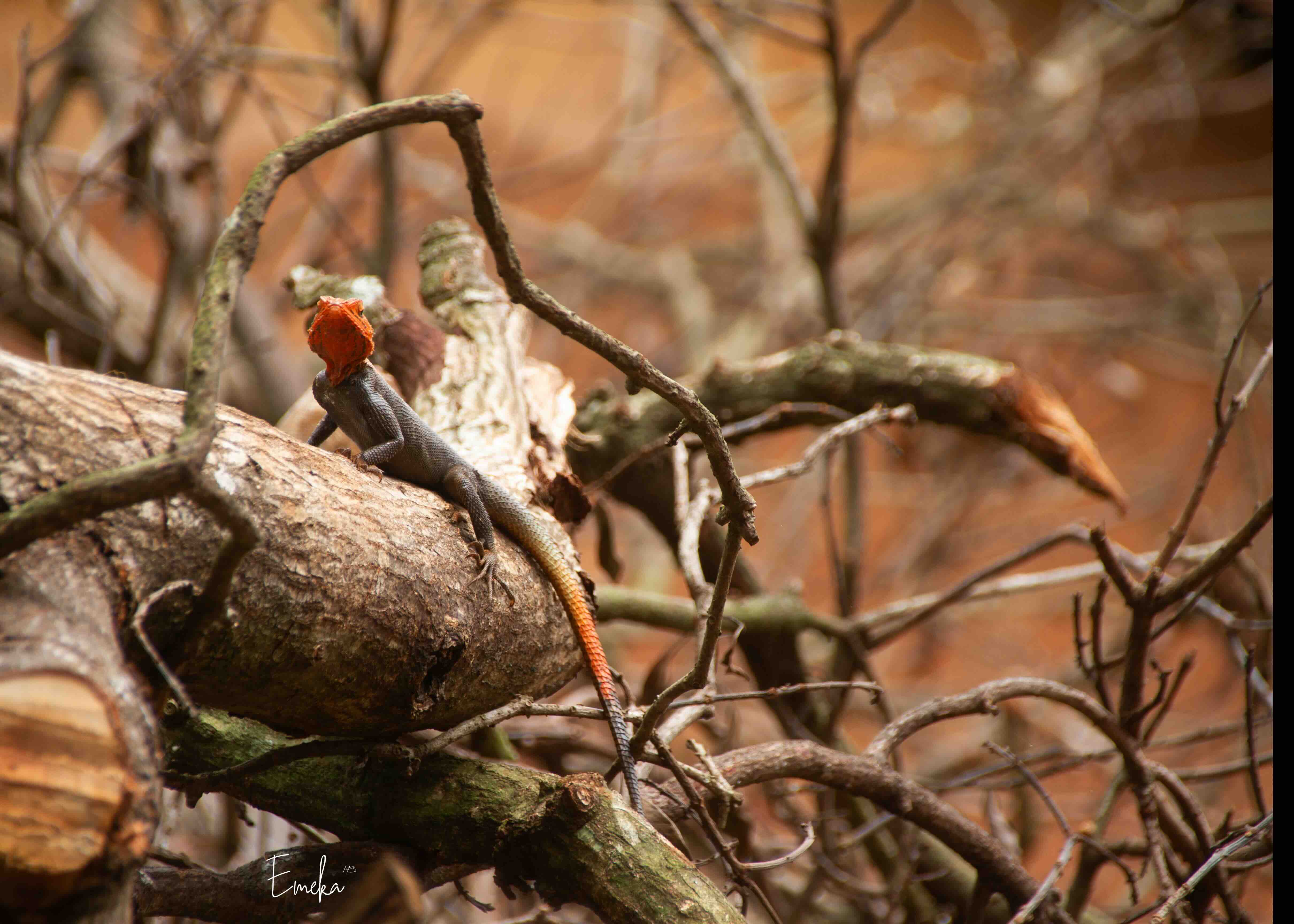 Red-headed agama lizard on wood