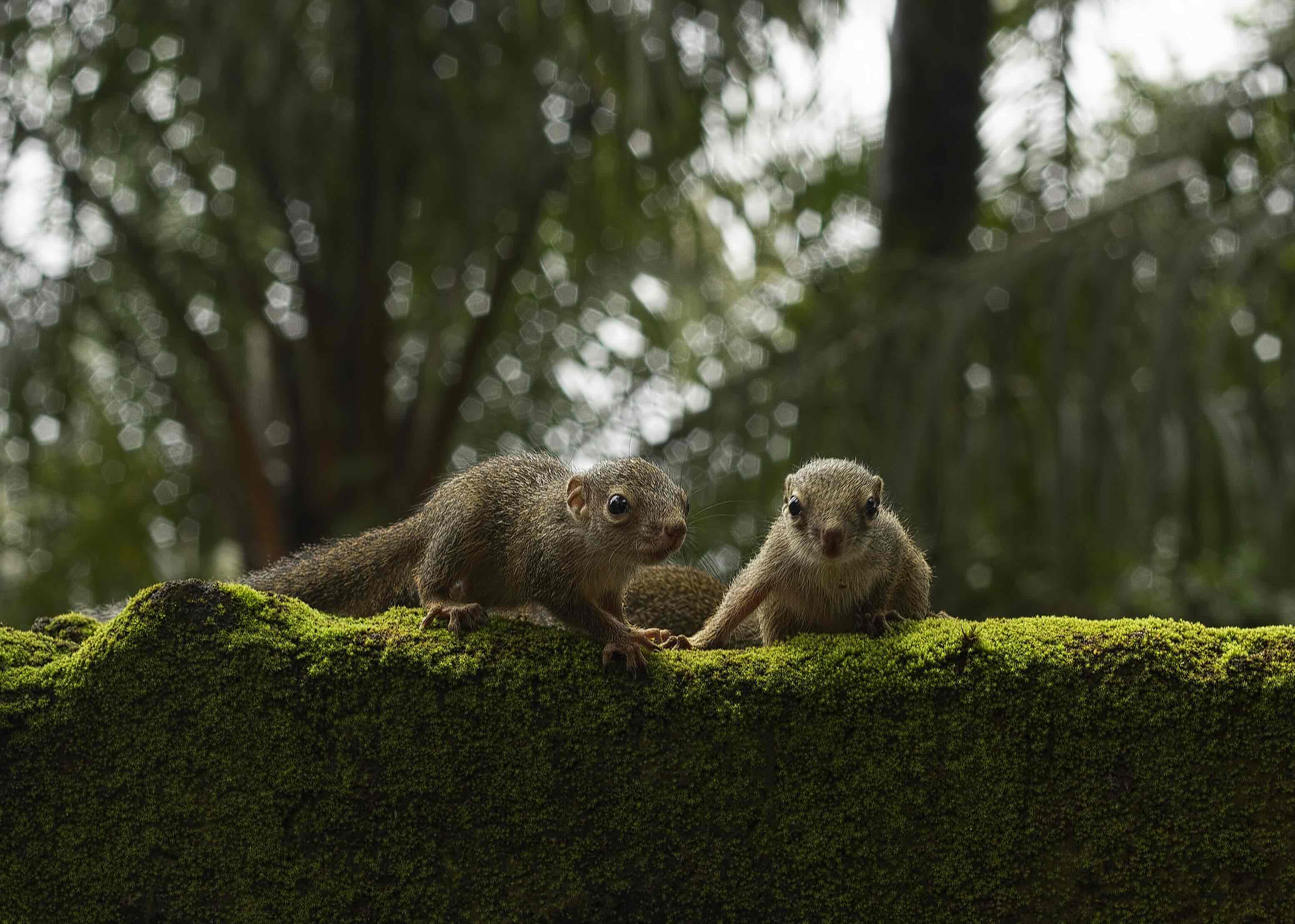 Two baby squirrels on a mossy wall