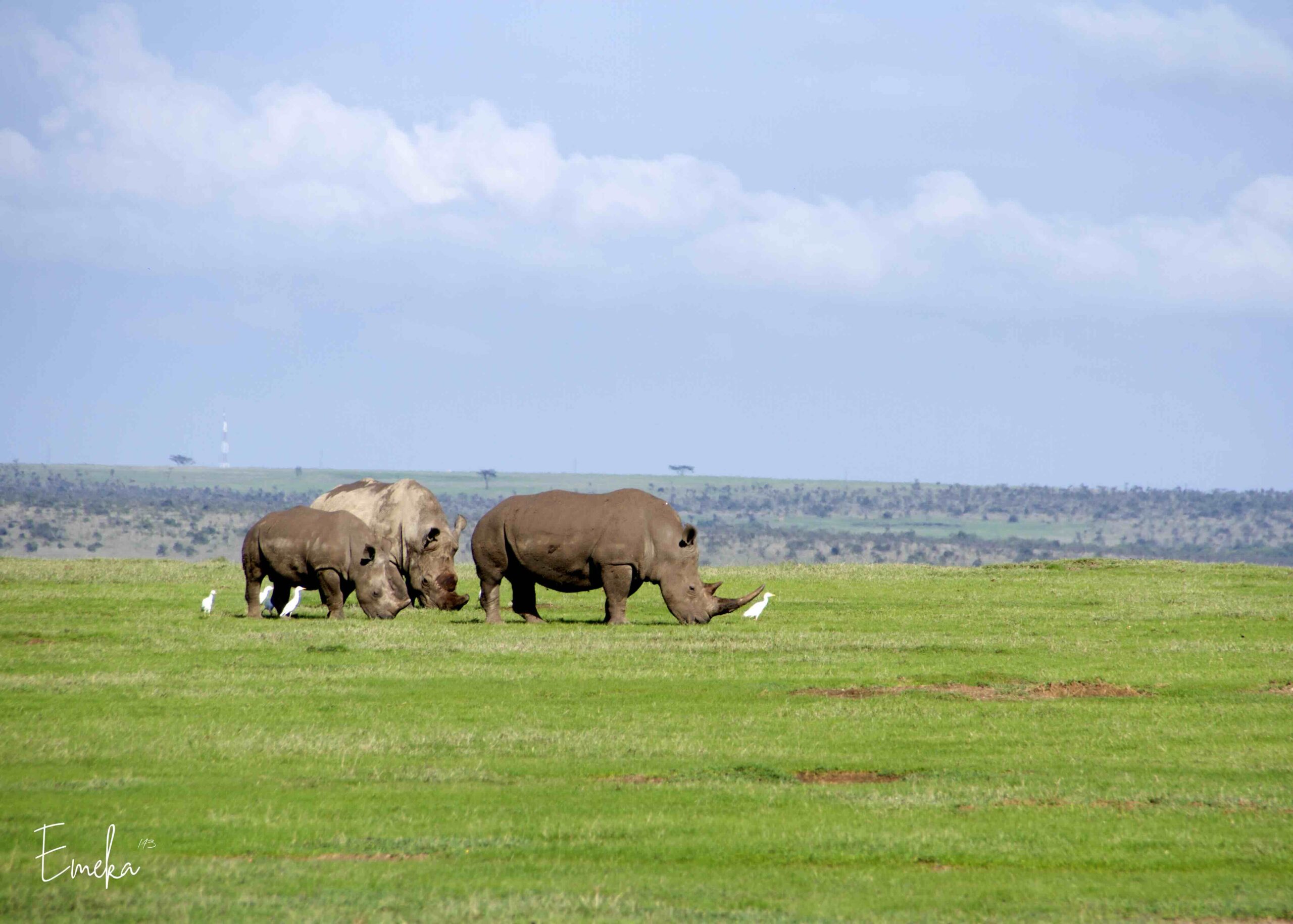 Wildlife photography