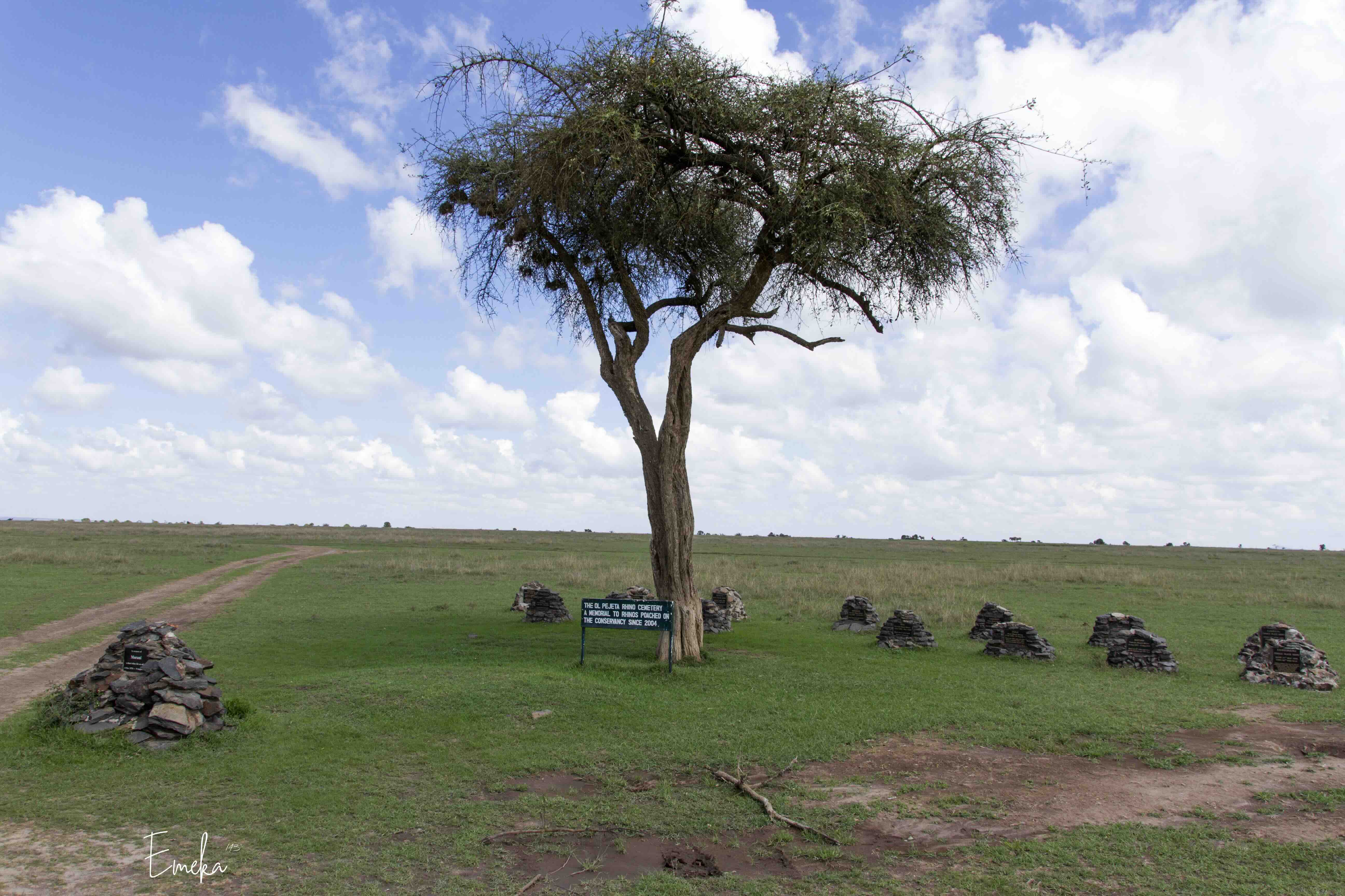 Leopard climbing high in an acacia tree