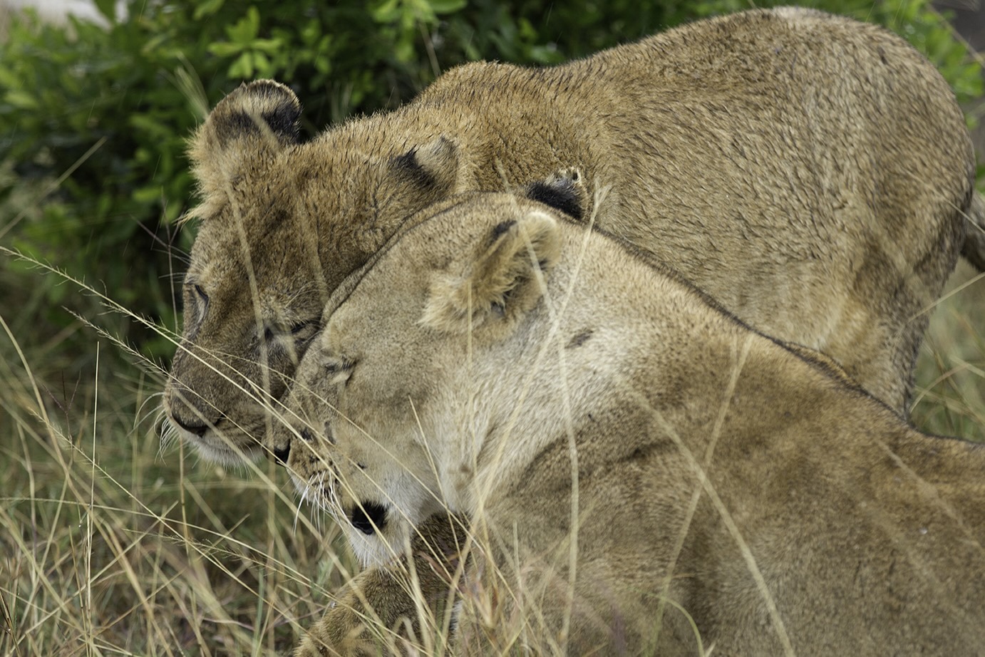 Wildlife photography