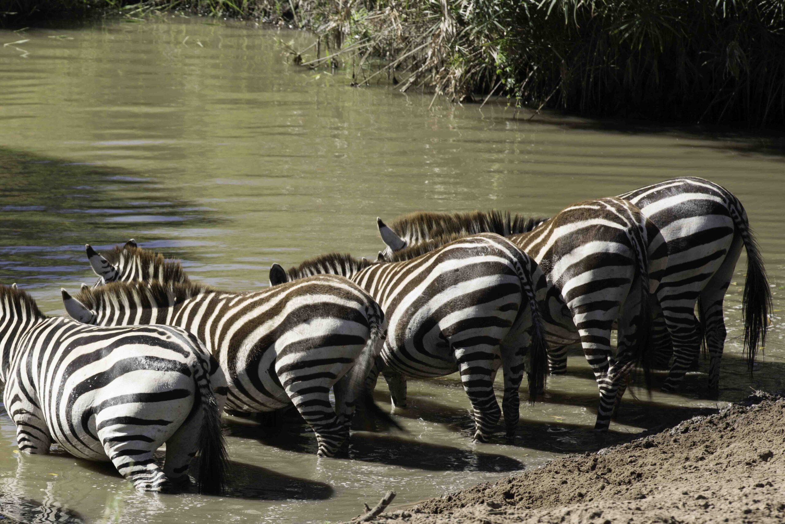 Wildlife photography